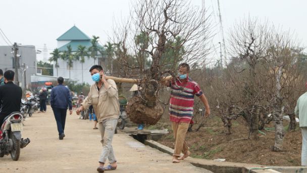 Hải Phòng: Đào vườn đắt khách, đào rừng ế ẩm