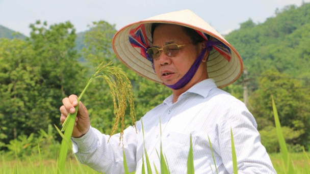 Nỗi trăn trở với thương hiệu gạo Thái Bình của người con quê lúa