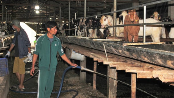 Chăn nuôi tuần hoàn khép kín, tiết kiệm 50 - 60% chi phí