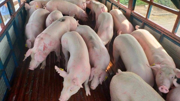 Giá heo hơi hôm nay 8/8/2023: Có nơi tăng tới 3.000 đ/kg