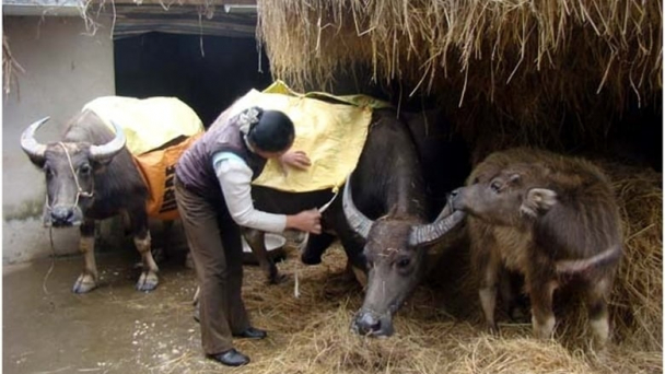 Trời chuyển rét hại, địa phương không được bị động trong phòng chống đói, rét cho vật nuôi