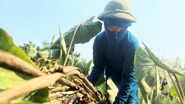Hà Tĩnh nắng 43 độ C, nông dân loay hoay chống hạn cho cây trồng