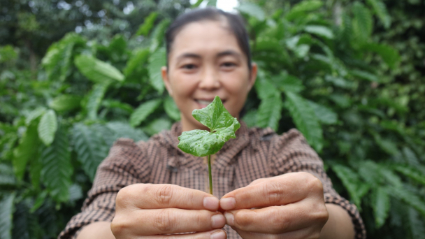 Sử dụng vật tư nông nghiệp có trách nhiệm trong ngành cà phê