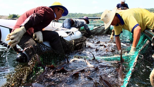Directorate of Fisheries and Fishery Surveillance responds to proposal on controlling imported sturgeon