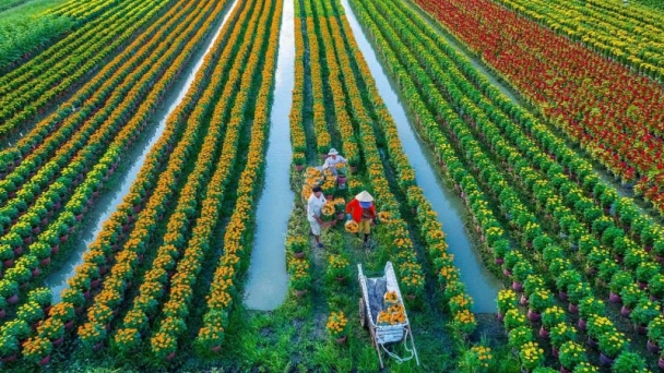 Vận dụng khái niệm nông dân chuyên nghiệp trong hoạch định chính sách công tại Việt Nam