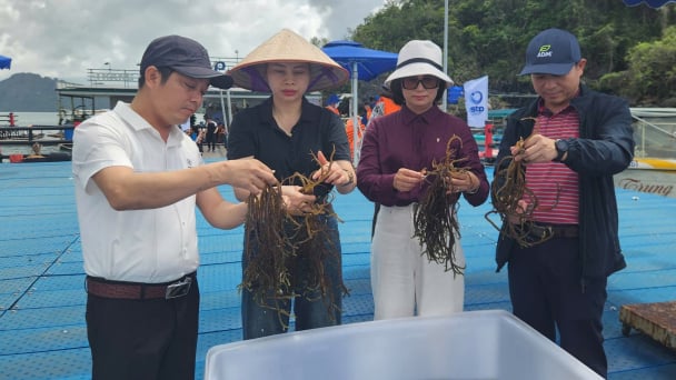 Chuỗi giá trị rong sụn: Nền tảng cho xuất khẩu bền vững