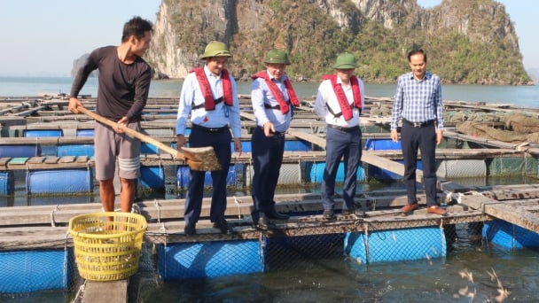 Quảng Ninh hỗ trợ tới 60 triệu đồng/ha nông nghiệp thiệt hại do thiên tai