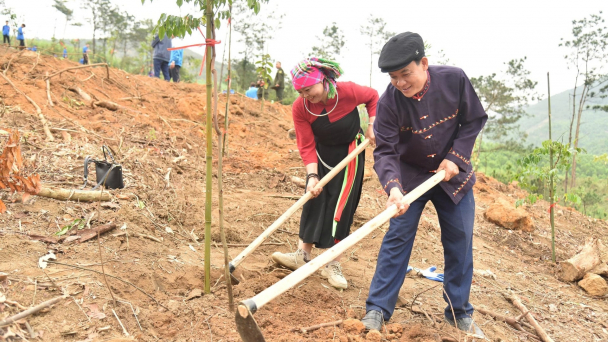 Quảng Ninh phục hồi 163ha rừng