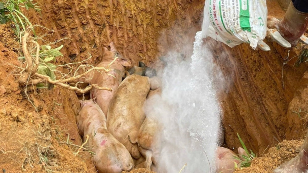 Cao Bằng ngăn chặn 5 xe tải chở lợn bệnh ra ngoài tỉnh tiêu thụ