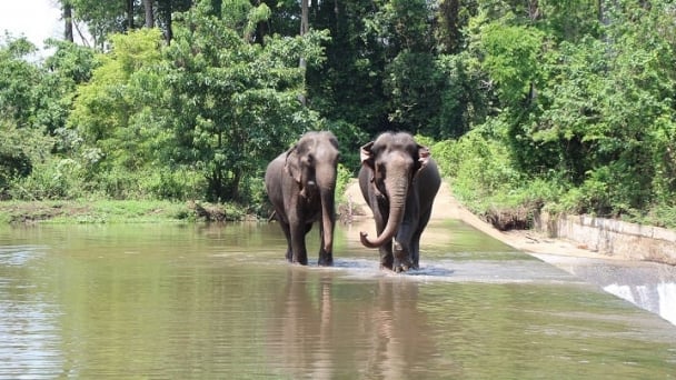 Improving living conditions for captive elephants
