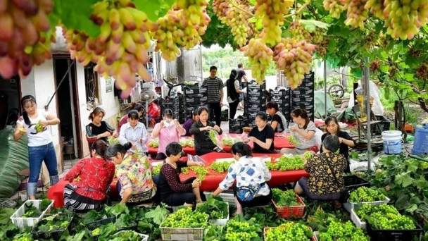 'Làm OCOP' ở Trung Quốc, một góc nhìn từ làng Quả Viên