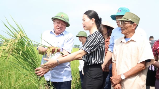 Canh tác lúa cải tiến theo hướng hữu cơ, đạt cùng lúc 3 mục tiêu