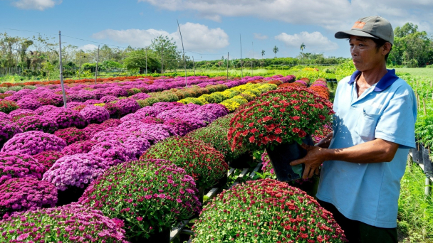 Nhiều giống hoa mới khoe sắc tại chợ hoa Xuân Bình Điền