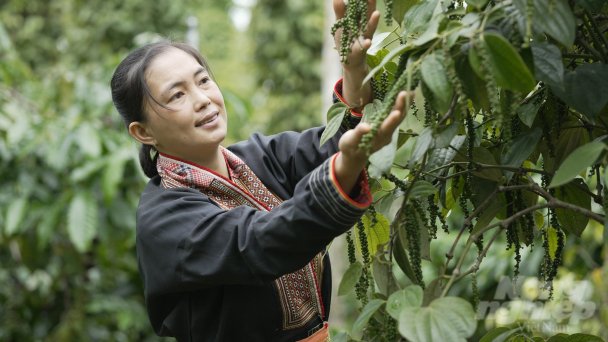 Đề xuất thành lập trung tâm logictis lo đầu ra cho nông sản Tây Nguyên
