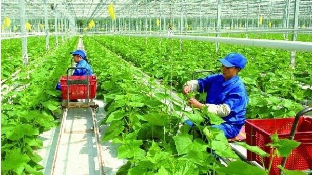 Phấn đấu hằng năm đào tạo nghề cho khoảng 1,5 triệu lao động nông thôn