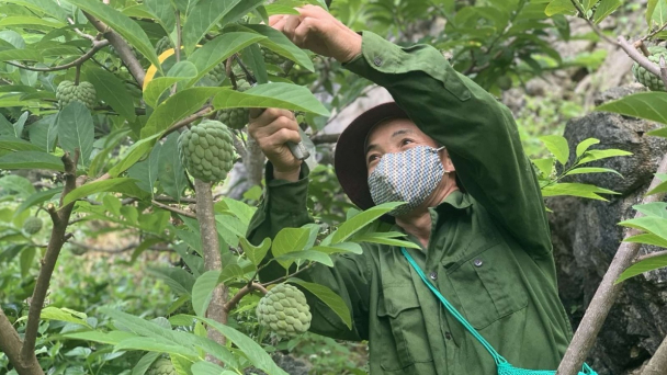 Hỗ trợ Bắc Giang xúc tiến tiêu thụ nông sản