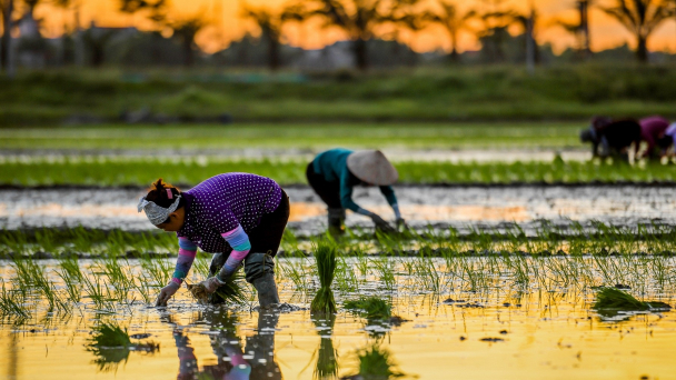 Vụ đông xuân miền Bắc nguy cơ thiếu hụt nguồn nước