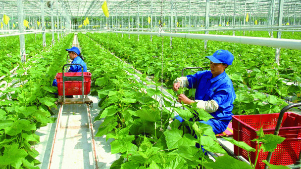 Phát triển cây trồng vụ đông giá trị kinh tế cao