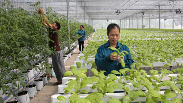 Mục tiêu đến 2025 có 3.000 HTX công nghệ cao
