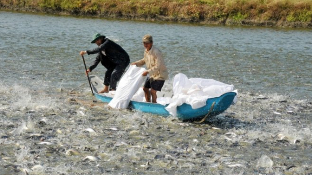 Không tự phát mở rộng diện tích nuôi cá tra