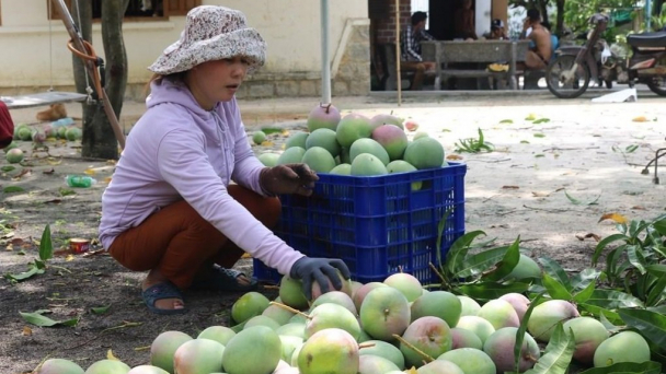 Giá xoài giảm 4.000 - 6.000 đồng/kg