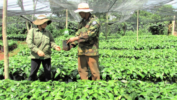 Hoàn thành tái canh và ghép cải tạo 107.000ha cà phê năm 2025