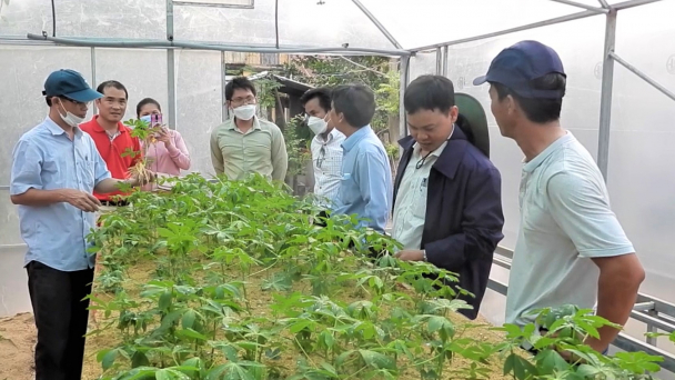 Giống sắn kháng bệnh khảm lá HN3 và HN5 cho kết quả thử nghiệm thuận lợi