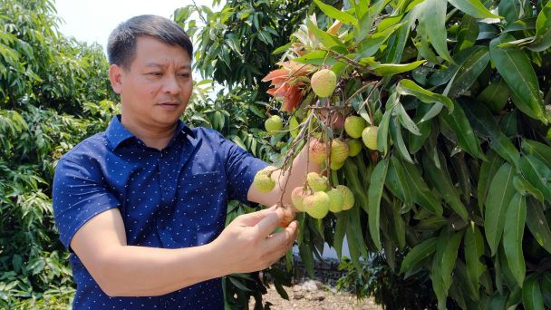Nông dân lãi lớn từ vụ vải sớm