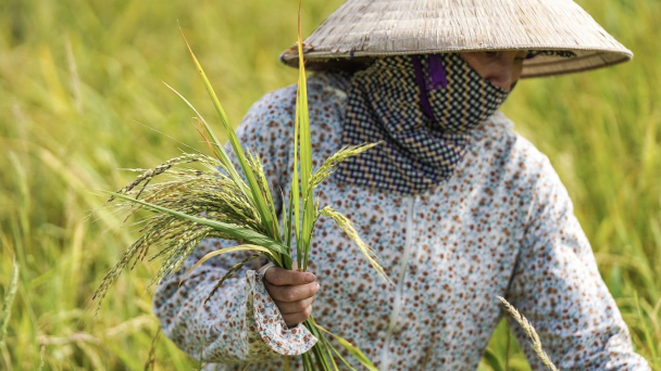 Lúa ma xâm nhiễm trên 1.800ha vụ đông xuân