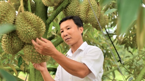 3.000ha sầu riêng được Trung Quốc cấp mã số vùng trồng, sản lượng 68.000 tấn/năm