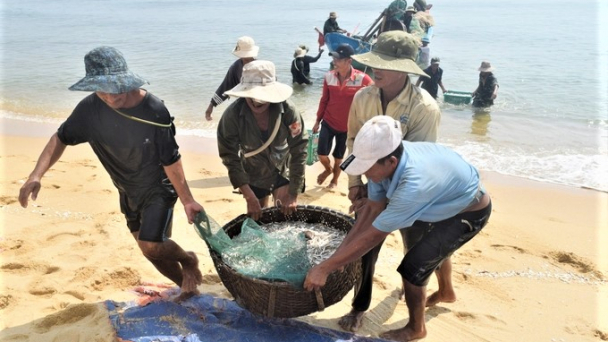Ngư dân trúng đậm vụ cá cơm, ra khơi là có lãi