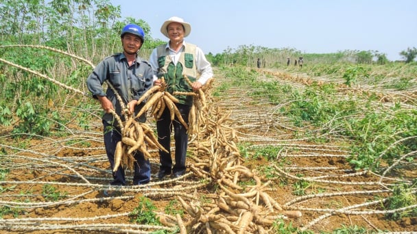Sắn vào Top 5 nhóm hàng nông sản xuất khẩu tỷ USD