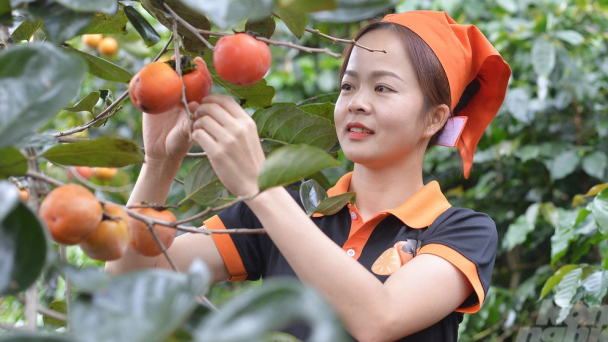 Duy trì ổn định tiêu chuẩn nông sản của hợp tác xã