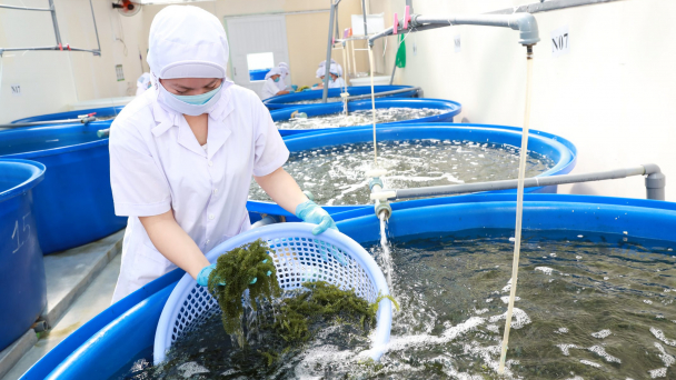 Rong biển là đối tượng tiềm năng để phát triển đa giá trị ngành thủy sản