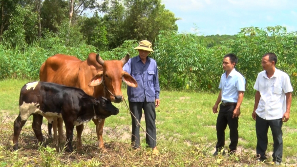 Thu về gần 200 tỷ đồng mỗi năm từ cải tạo đàn bò