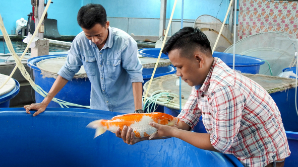 Cá cảnh đem về cả triệu USD mỗi tháng cho TP. Hồ Chí Minh