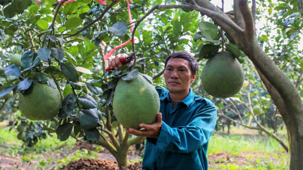 Có tình trạng lẫn lộn chỉ dẫn địa lý sản phẩm cây trồng