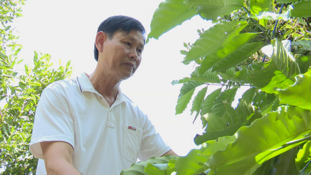 Trồng cây đa canh cho thu nhập bền vững