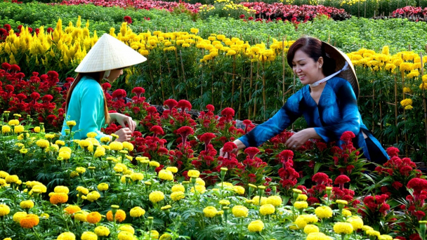 Xây dựng Chợ Lách thành trung tâm giống hoa kiểng tầm quốc gia