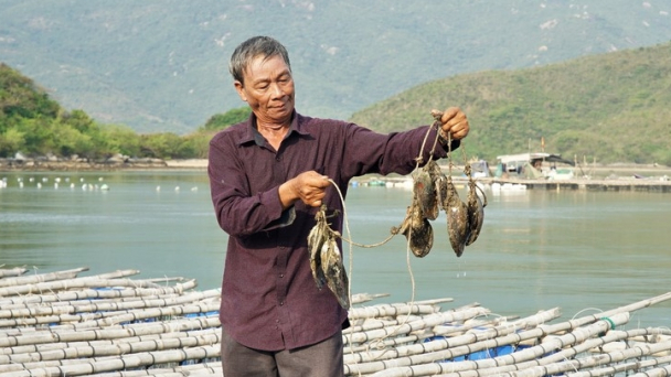 Nuôi trai ngọc nữ sau 10 tháng thu về 18 đến 30 triệu đồng/con