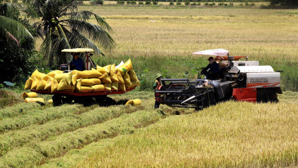 Tạo đòn bẩy thực hiện đề án 1 triệu ha lúa chất lượng cao