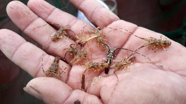 Vận chuyển trái phép tôm hùm giống xuyên biên giới bằng đường hàng không