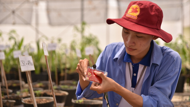 Việt Nam - ACIAR hợp tác nghiên cứu chuyển đổi cơ cấu cây trồng tại ĐBSCL