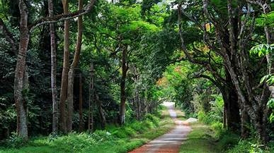 Việt Nam có thể thu về hàng nghìn tỷ đồng từ tín chỉ các bon