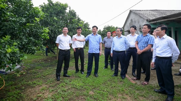 Cam Canh ghép trên 1.000 gốc bưởi Diễn mỗi vụ thu trên 30 tấn quả