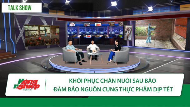 Phục hồi chăn nuôi sau bão, đảm bảo nguồn cung thực phẩm dịp Tết
