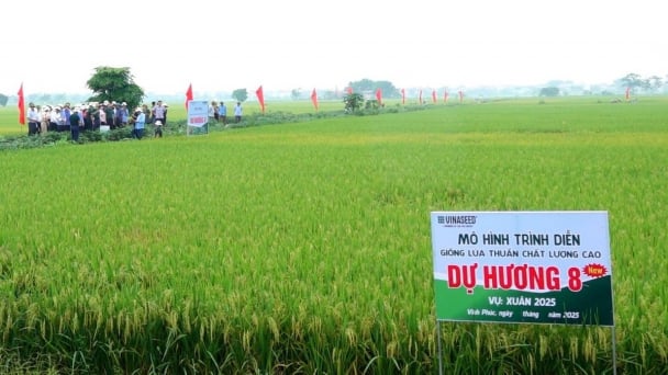 Vinaseed cùng Quế Lâm bắt tay với nông dân trồng lúa hữu cơ