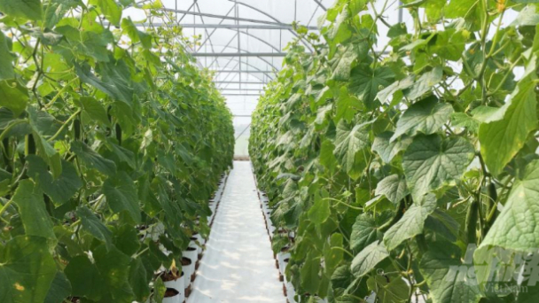 Quy trình trồng dưa chuột công nghệ cao