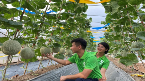 Kinh nghiệm trồng rau hữu cơ của DFARM