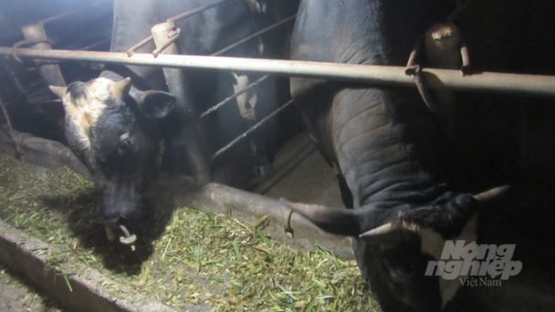 Chuyển trại lợn sang nuôi bò 3B